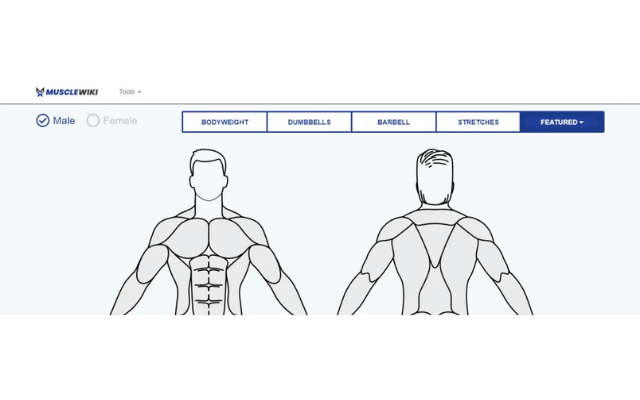 Muscle Wiki